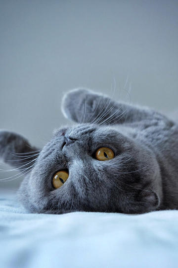 揭秘赏金猎人捕杀野猪全过程